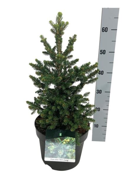 Zwerg-Rot-Fichte 'Will' / Picea abies 'Wills Zwerg'