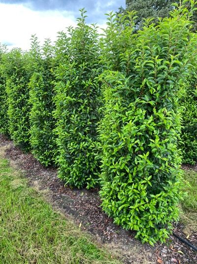 Portugiesischer Kirschlorbeer / Portugiesischer Kirschlorbeer