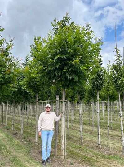 Flügelnuss / Flügelnuss
