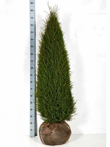 Irischer Säulen-Wacholder / Irischer Säulen-Wacholder