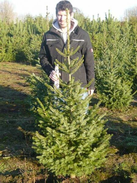 Picea omorika (Serbische Fichte, Omorika-Fichte) 150-175 cm m. Db., schlanker immergrüner Nadelbaum im Feldbestand.