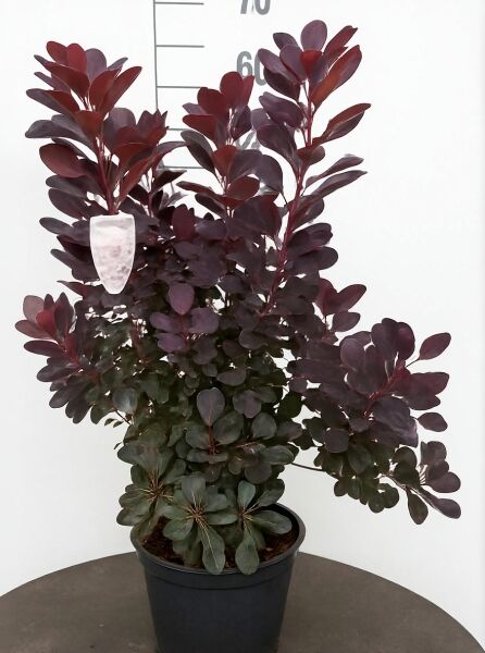 Roter Perückenstrauch (Cotinus coggygria) 'Royal Purple', 80-100 cm, C10, im Topf mit dunkelpurpurnem Laub