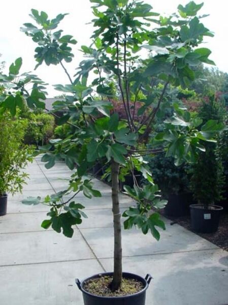 Echter Feigenbaum / Feige / Echter Feigenbaum / Feige