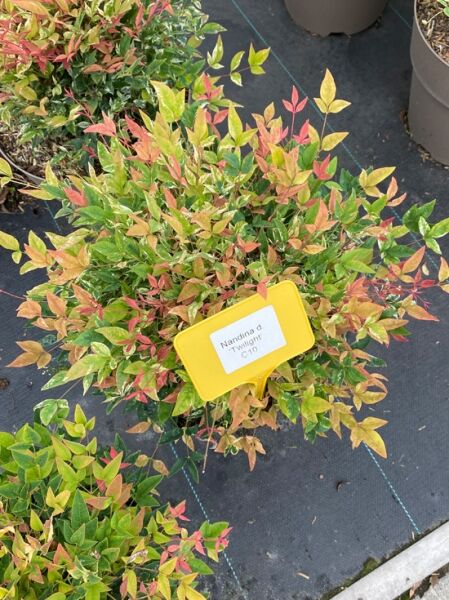 Nandina domestica 'Twilight' (Heiliger Bambus) im Container C10, 30–40 cm, buschiger Wuchs mit buntem Laub in Grün, Gelb und Rot.