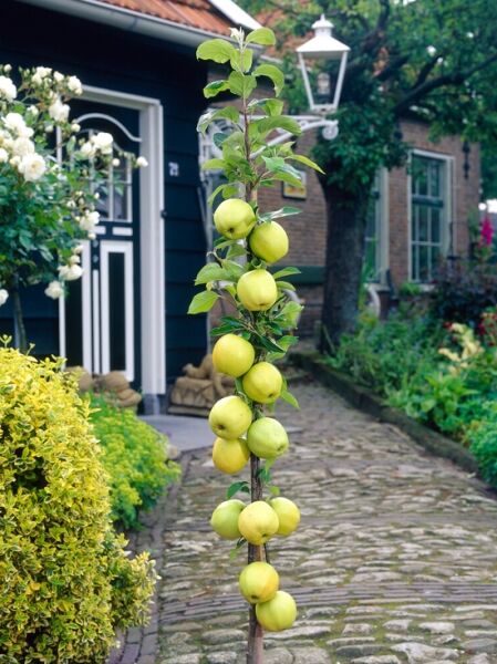 Säulen-Apfel 'Yellow Apple' / Malus 4Sure Yellow Apple'