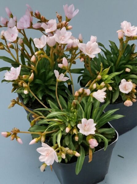 Lewisia longipetala 'Little Snowberry' / Bitterwurz 'Little Snowberry' P9 im Topf, grüne Rosetten mit hellrosa Blüten und Knospen