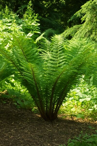 Nepalesischer Schwarzschuppenfarn / Nepalesischer Schwarzschuppenfarn