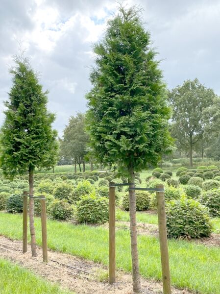 Lebensbaum 'Brabant' Hochstamm (Gesamthöhe ca. 400 cm) / Thuja occidentalis 'Brabant' 180-200 cm Stammhöhe