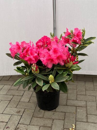 Rhododendron 'Anna Rose Whitney' - Rhododendron Hybride 'Anna Rose Whitney'
