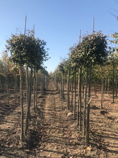 Tilia cordata 'Green Globe' / Kugel-Winter-Linde