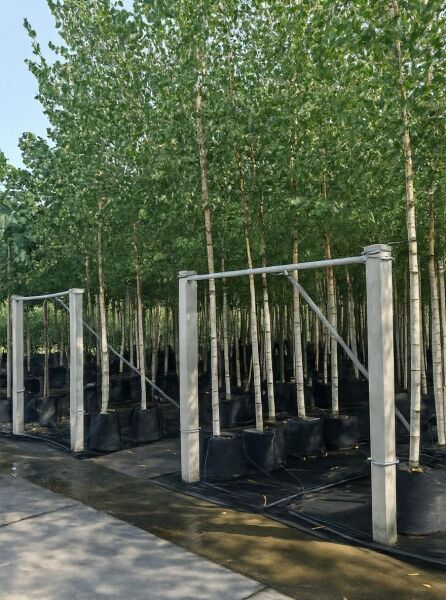 Betula pendula (Sand-Birke) Hochstamm 16-18 StU im Container, mehrere Bäume mit weißer Rinde und grünem Laub.