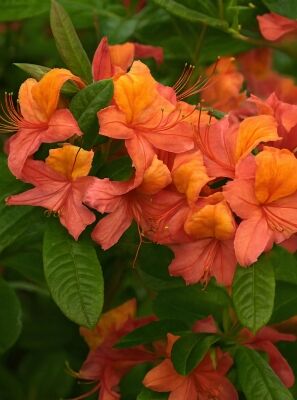 Mehrfarbig / bunt blhende Rhododendron und Azaleen gnstig kaufen