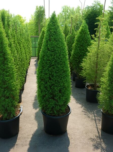 Irischer Säulen-Wacholder (Juniperus communis 'Hibernica') 150–175 cm, C35, säulenförmiger Nadelgehölz im Topf.
