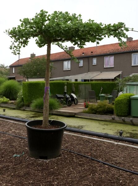 Fächerblattbaum Ginkgo biloba 'Horizontalis' als Hochstamm im Container, mit flach ausladender Krone und grünen Fächerblättern.