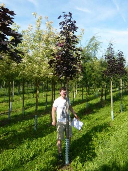 Blut-Ahorn 'Crimson King' (Acer platanoides 'Crimson King') Hochstamm 10-12 StU mit dunkelrotem Laub, im Feld stehend.