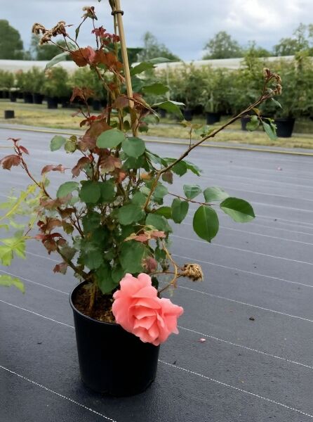 Rosa 'Schloß Bad Homburg' / Kletterrose 'Schloß Bad Homburg' C5 im Topf mit rosafarbener Blüte und Laub