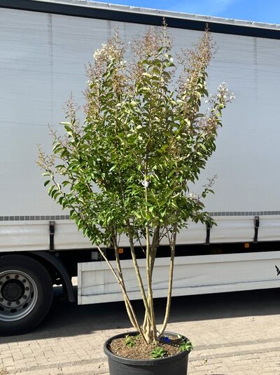 Kräuselmyrte ‘Sarah's Favorite’ 250-275 cm / Lagerstroemia indica ‘Sarah's Favorite’ 250-275 cm Schirmform (1577336)