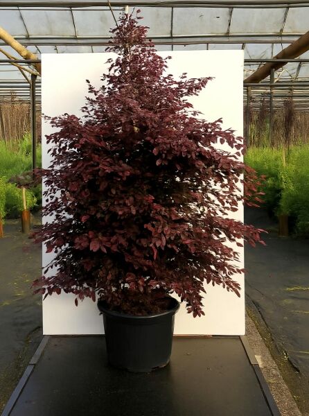 Riemenblüte Loropetalum chinense 'Fire Dance' 175-200 cm C50, aufrechter Strauch im Container mit dunkelrotem Laub
