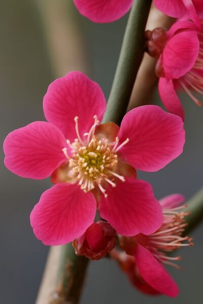 Japanische Aprikose / Japanische Aprikose