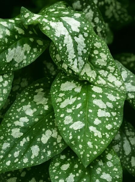 Pulmonaria saccharata 'Reginald Kaye' (Lungenkraut) mit grünem, lanzettlichem Laub und silbrig gefleckter Zeichnung