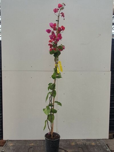 Drillingsblume Bougainvillea buttiana 'Barbara Karst' 125-150 cm C5, rankende Pflanze im Topf mit pinkfarbenen Hochblättern