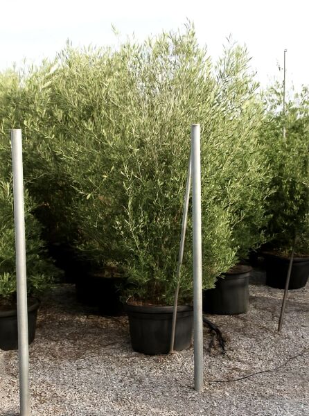 Cipressino-Olive (Olea europaea 'Cipressino') 200–250 cm, C110, buschige Olive im großen Pflanzcontainer mit Stützpfählen.