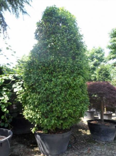 Säulen-Hainbuche Carpinus betulus 'Fastigiata Monument' 300-350 cm C500 im Topf, dichter säulenförmiger Wuchs mit grünem Laub