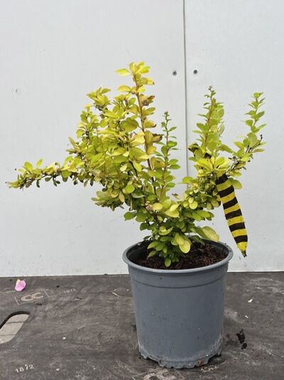 Gold-Berberitze 'Maria' (Berberis thunbergii 'Maria') im P9-Topf, buschiger Strauch mit gelbgrünem Laub.