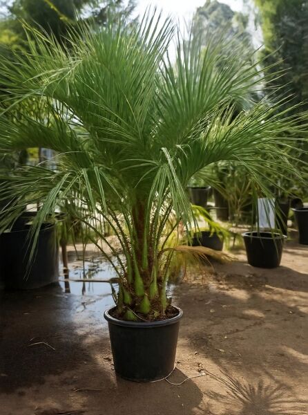 Butia capitata (Gewöhnliche Geleepalme) 175–200 cm C100 im Topf, mit dichtem, bogigem, gefiedertem Palmwedel-Schopf.