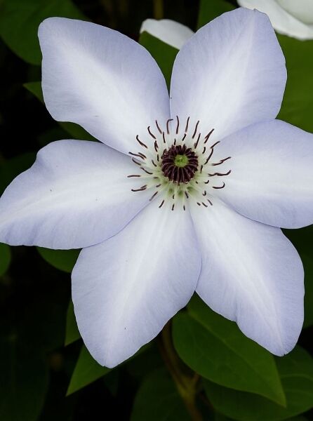 Waldrebe 'Ivan Olsson' / Waldrebe 'Ivan Olsson'