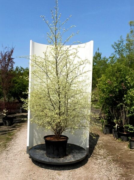 Schwarz-Birke/Fluss-Birke Betula nigra 'Shiloh Splash' 250-300 cm C50, mehrstämmiger Baum im Container mit hellgrünem Laub.