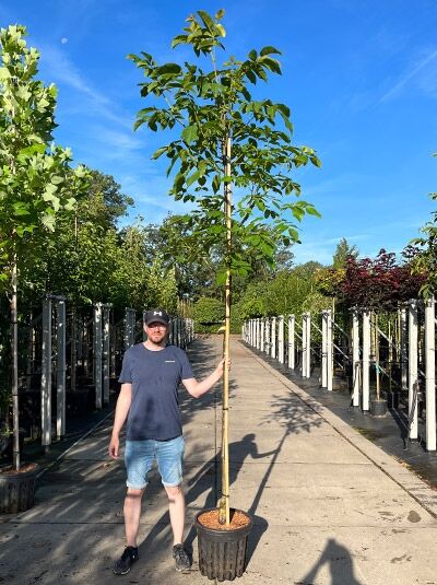 Juglans regia 'Nr 16' (Gemeine Walnuss) Hochstamm 10-12 StU im Container, schlanker Stamm mit grünen Blättern.