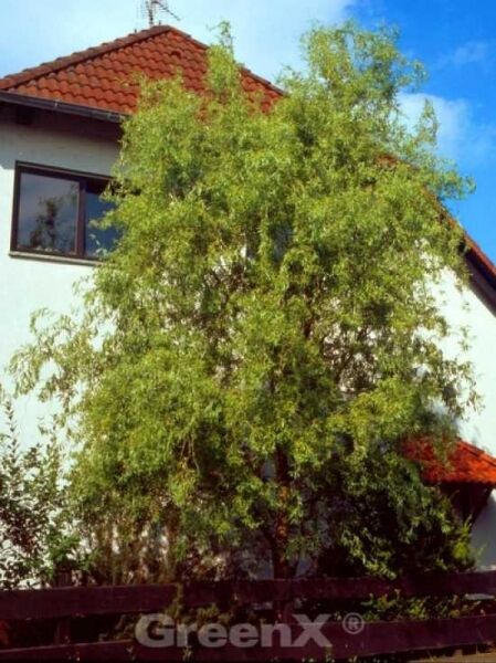 Gelbe Korkenzieherweide / Gelbe Korkenzieherweide