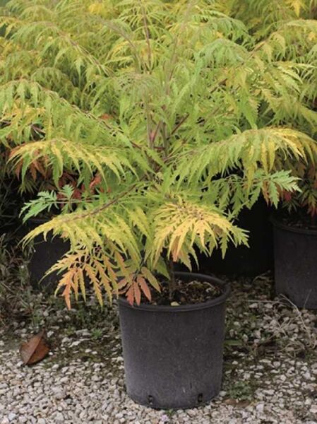 Essigbaum / Hirschkolben-Sumach / Essigbaum / Hirschkolben-Sumach