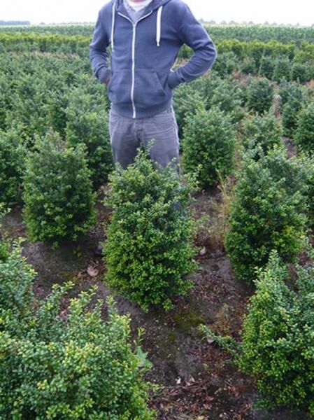 Löffel-Ilex (Ilex crenata 'Convexa') 60–80 cm mit Ballen, aufrecht wachsender Strauch mit dichtem, grünem Laub auf dem Feld