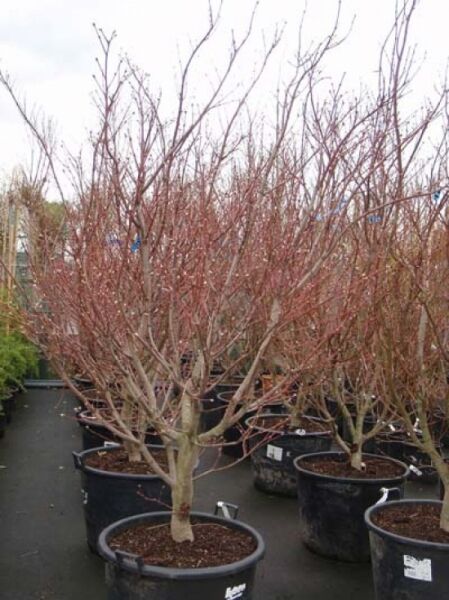 Weinblättriger Japan-Ahorn (Acer japonicum 'Vitifolium') Solitär 200-250 cm im Container C130, laubloser Strauch mit roten Trieben.