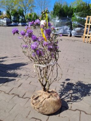 Zwergrhododendron - kleine Rhododendron mit kompaktem Wuchs kaufen