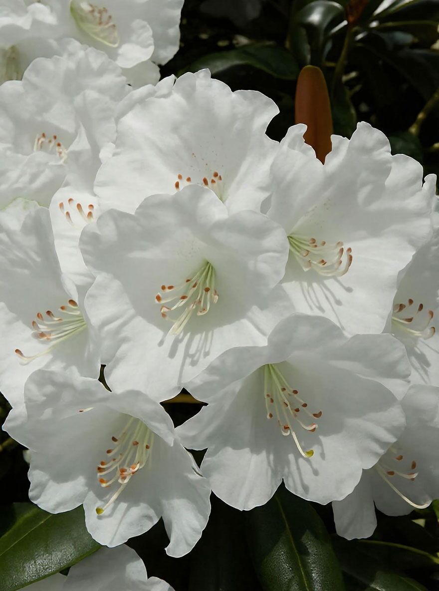Rhododendron 'White Dane' - Rhododendron galactinum x yakuschimanum 'White  Dane'