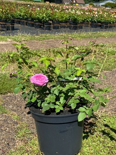 Englische Rose Rosa 'Louise Odier' C5, Rosensorte im Topf mit pinker, gefüllter Blüte und grünem Laub.