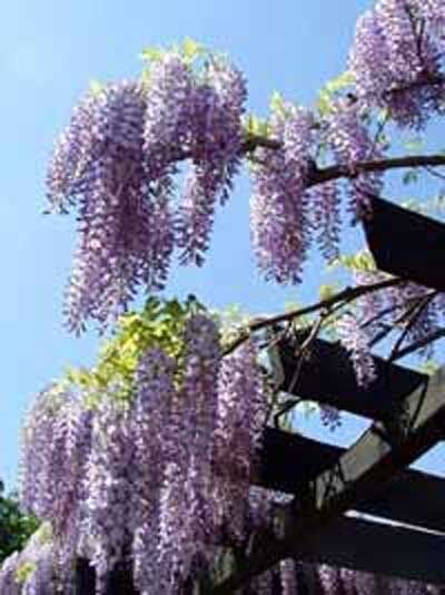 chinesischer Blauregen 'Prolific' Stämmchen / Wisteria sinensis 'Prolific' Stämmchen