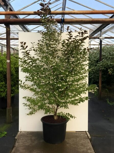 Japanischer Storaxbaum Styrax japonicus „Evening Light“ 200-250 cm C50, mehrstämmiger Kübelbaum mit grünen Blättern und weißen Blüten
