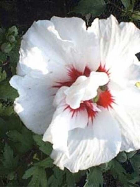 Garten-Eibisch 'Speciosus' / Strauch-Eibisch 'Speciosus' / Hibiscus syriacus 'Speciosus'