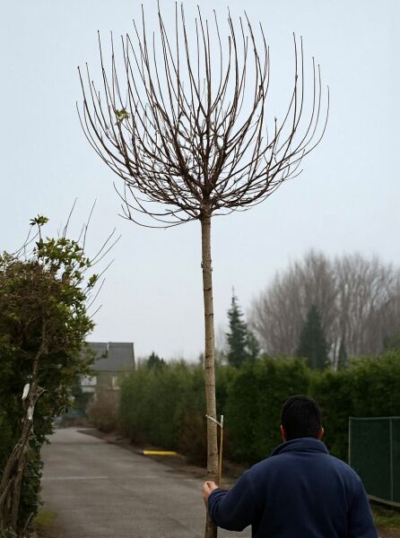 Kugel-Ahorn (Acer platanoides 'Globosum') Hochstamm ca. 225 cm, Stammumfang 18–20 cm, im Container, mit kugeliger Krone ohne Laub
