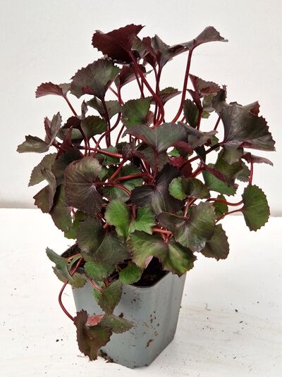 Ligularia dentata 'Desdemona' (Purpur-Greisbraut) Garten-Goldkolben 'Desdemona' C1, Topfpflanze mit purpurgrünem Laub