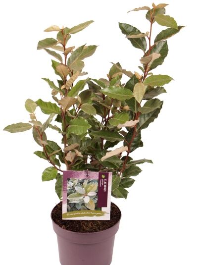 Wintergrüne Ölweide 'Compacta' - Elaeagnus ebbingei 'Compacta'