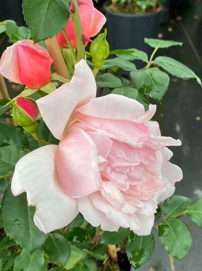 Rosa 'Albertine' / Kletterrose 'Albertine' mit gefüllter, zartrosa Blüte und rosa Knospen zwischen grünem Laub