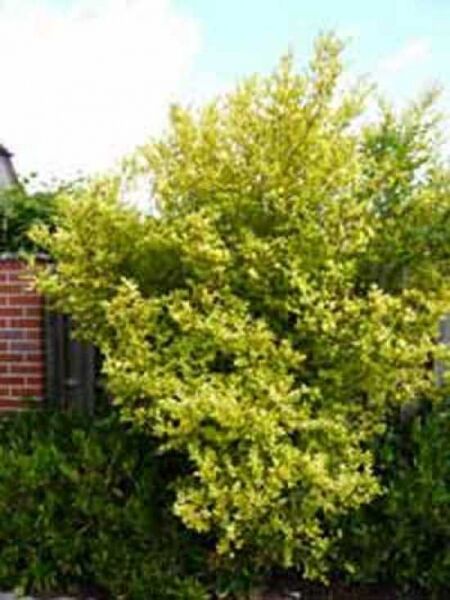 Ligustrum ovalifolium 'Aureum' / Gold-Liguster