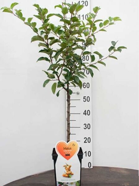 Malus 'Golden Hornet' / Zierapfel 'Golden Hornet', 50 cm Stamm, C7-Container, junger Stammbaum mit grünem Laub