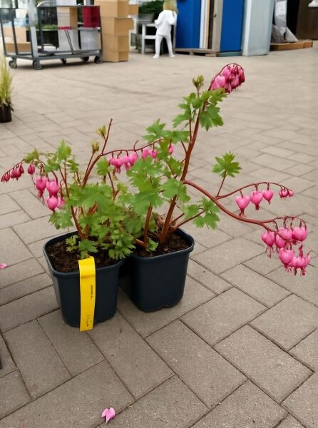 Tränendes Herz (Dicentra spectabilis) im Topf, grüne Blätter und rosafarbene herzförmige Blüten an überhängenden Trieben.