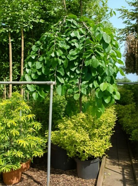 Ulmus glabra 'Pendula' (Hänge-Ulme) Hochstamm mit hängender Krone und grünen Blättern im Container 14-16 StU